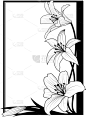 黑色,边框,百合花,轮廓,白色,高雅,图像,枝,花蕾,花