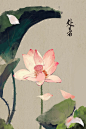 粉红莲花几张荷叶