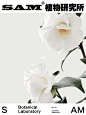 白羽衣｜Camellia Japonica L. : Camellia Japonica L. - 山茶科山茶属木本观花植物。 - Shape：原产地日本，尖卵形硬叶，皮革质，木质茎干，花硕大，白色重瓣，洁白如雪，花蕊暖黄，花期1-4个月。 - 