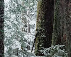 雪中树木桌面高清壁纸桌面壁纸1
