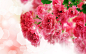粉红色的康乃馨鲜花特写 壁纸 - 2560x1600