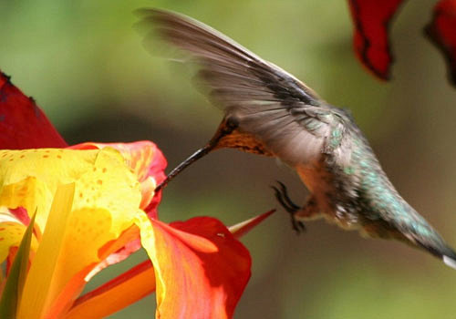 Cute Little Hummingb...