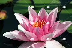 水百合 花卉背景 花 粉色 水 植物 美丽的花朵 池塘 花壁纸