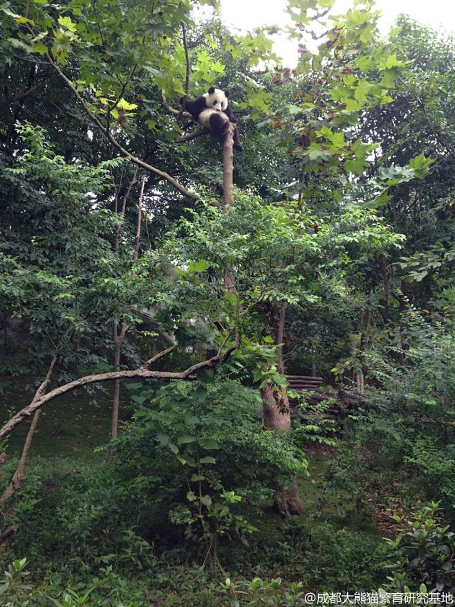  成都大熊猫繁育研究基地
#熊猫趣图# ...