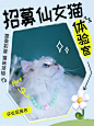 新品体验丨想要一个全是仙女猫的区