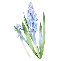 手绘水彩蓝色蓝铃花花卉元素