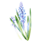 手绘水彩蓝色蓝铃花花卉元素