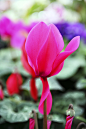 Flowers macro proyect on Behance