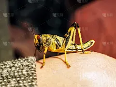 蝗虫,彩色图片,黑色,黄色,动物手,亚细亚霍乱,沙漠蝗虫,弹簧单高跷,大蚱蜢,十足目