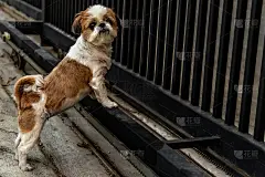 可爱的雌西施犬。
