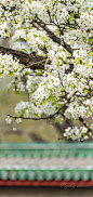 【2020古建繁花，四月梨花开】#遇见春光##四月你好# 人间四月天，北京，地坛梨花开#hello四月# ​​​​