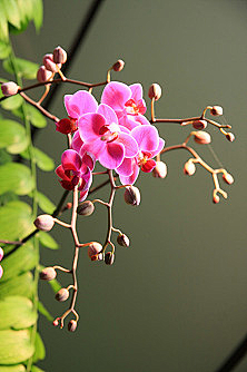 末小止采集到花