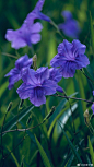 植物超话 蓝花草，立冬的美好。
#立冬##今日立冬# ​​​​