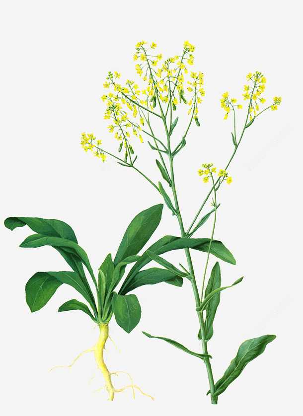 板蓝根高清素材叶子根茎花卉药材元素免抠png设计图片免费下载页面