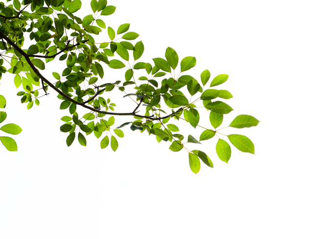 树叶 植物 png