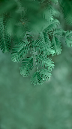 哼影๓子จุ๊บ采集到植物