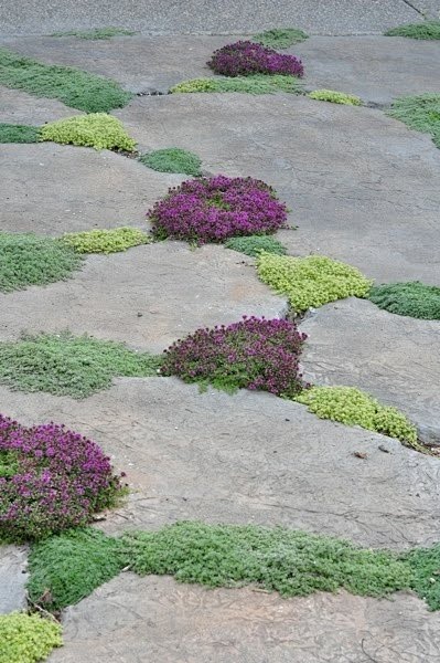 thyme in paving