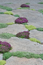 thyme in paving
