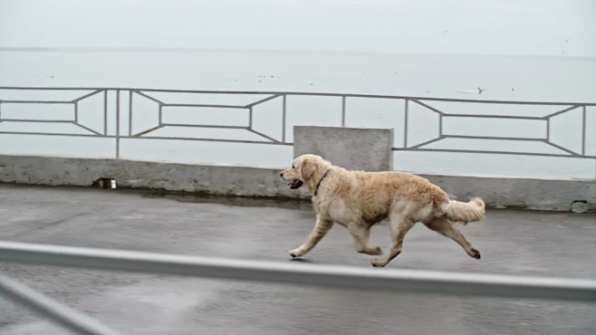 华丽的猎犬奔跑