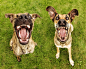 Angry birds by Elke Vogelsang on 500px