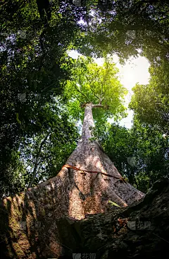 休树与绿色和橙色的叶子从底部看。可用于自然背景，壁纸，模板，屏保。
