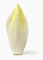 Chicory on white background_创意图片