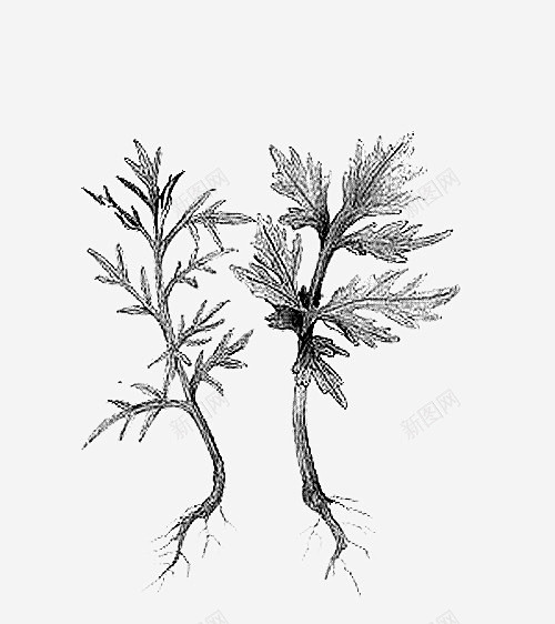 艾叶手绘黑白植物 设计图片 免费下载 页...