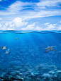 蓝天白云风景海水海面鱼类动物背景素材