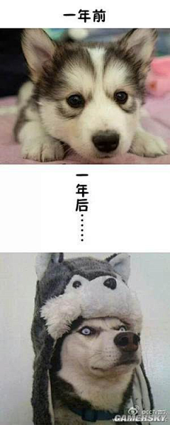 豹Sir采集到搞笑