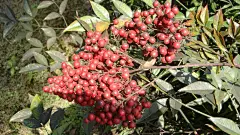 南国红豆特写桌面高清壁纸桌面壁纸1