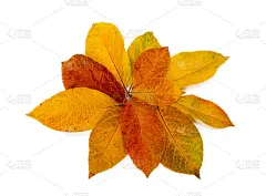 丰富多彩的秋叶