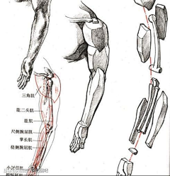 玩火尿炕采集到§R教学 —— 肘、臂、膀