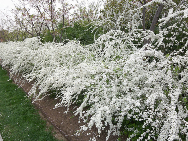 喷雪花