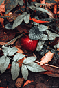 Slava Samoilenko在 500px 上的照片Apple from a fairy tale