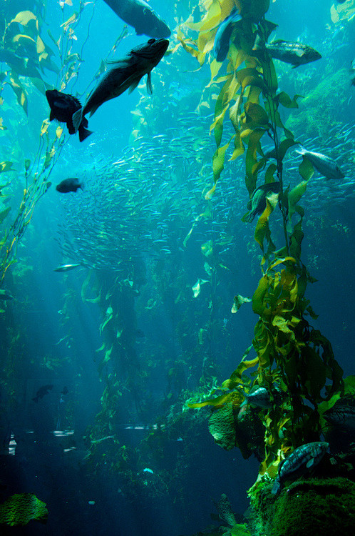  蒙特利湾水族馆 