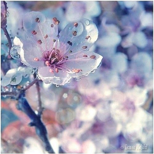 delicate blossom#春暖花...