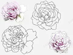 手绘康乃馨高清素材 康乃馨 手绘 粉色 免抠png 设计图片 免费下载