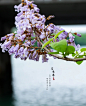 泡桐花