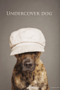 视觉摄影：Elke Vogelsang 用摄影让狗狗的表情说话