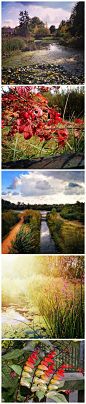 伦敦湿地公园
