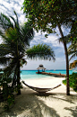 吊床,两个,棕榈树,胜地,马尔代夫,印度洋