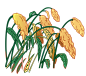 手绘高粱【三元素 为设计而生 3png