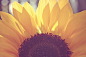 12810821353276、sunflower、花、flower、花草植物