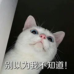 猫咪表情包
可爱ฅ۶•ﻌ•♡