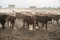 Bulls in a farm by Deyan Georgiev on 500px