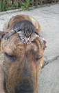 17 Pawsome Photos Prove Cats And Dogs Can Make The Very Best Of Friends