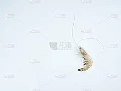 海鲜菜单。白色的桌子上有鲜虾