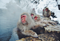 动物 猴子 温泉