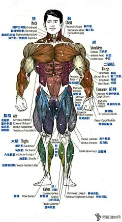 人体全身肌肉分布图3