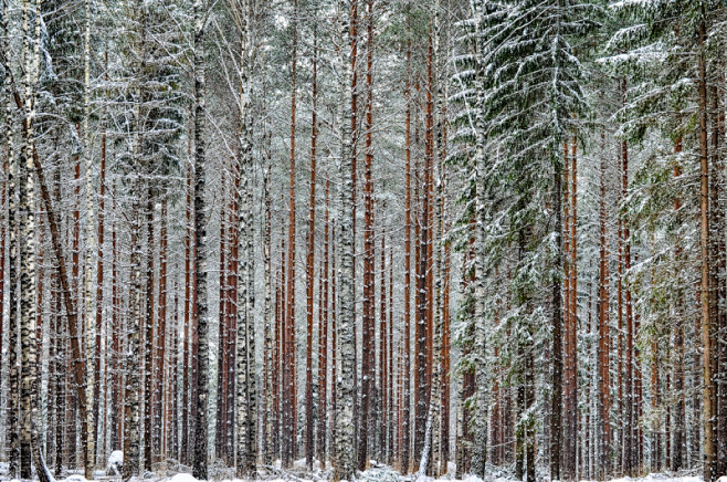 冬天,森林,北方针叶林,水平画幅,雪,无人,户外,云杉,针叶树,树林